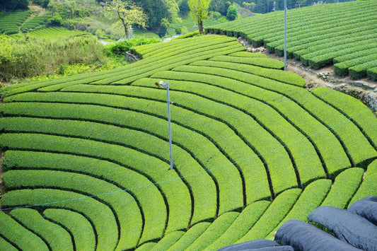 [7-26-25] Our Source - Wazuka, Kyoto, Japan